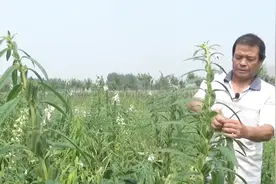 农民也需要掌握技巧，如果懒惰，将会一无所获！