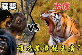 藏獒是神话还是战五渣，当藏獒遇到东北虎，谁才是最强王者？视频封面