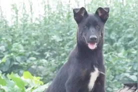 “白足不要选，尾巴白尖不能要”，老人选狗有忌讳