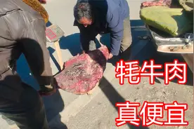 河南小伙穷游西藏，偏远小镇牦牛肉真便宜，2800元买一根牦牛腿视频封面