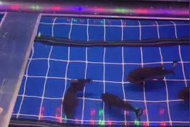 什么是鱼缸的拉筋，哪些鱼缸需要拉筋？给大家讲个故事就明白了