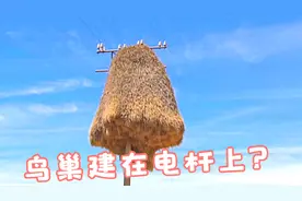 织巢鸟把鸟巢建在电线杆上，为什么不在树上筑巢？工人们欲哭无泪视频封面