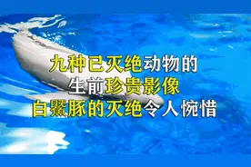 已灭绝动物的生前珍贵影像，金蟾蜍从被人类发现到灭绝，仅用23年视频封面