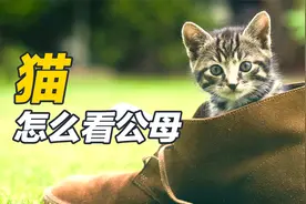 猫咪分公母，原来这么简单？7招教你分辨猫咪性别视频封面