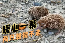 妹子捡到两只刺猬被粉丝告知是保护动物，怕违法去放生，这样对吗