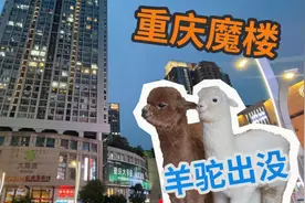 重庆魔楼，羊驼出没视频封面