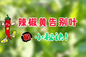 辣椒种植中，常见的黄叶黄化问题怎么办？小秘诀收藏！视频封面