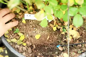 月季中下部叶子发黄，伴随灼烧现象，是什么原因？