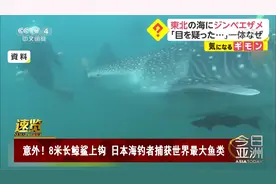 8米长鲸鲨上钩！日本海钓者捕获世界最大鱼类视频封面