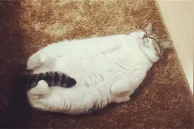 东京气温创新低，日本“冻成猫”变热点，网友：举报了，过于真实视频封面