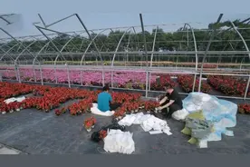 真实纪录片，天安门广场的摆花工人，正能量满满！视频封面