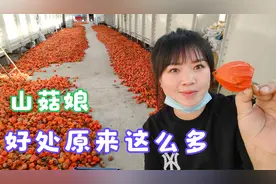 东北特产红菇娘全身都是宝，可惜很多人都不知道，它的好处太多了
