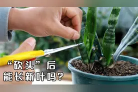 虎皮兰砍头后能长新叶吗？如果不砍错，长新叶太简单视频封面