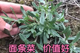面条菜又叫“毛妮菜”，没想到它的价值那么高？快来认识了解下