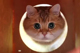 老鼠视角看猫，代入感极强视频封面
