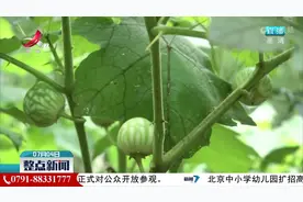入侵物种喀西茄 果实可爱却有毒