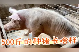 农村500斤的种猪到底长啥样？体型超大产仔量高，一声吼吓坏村官