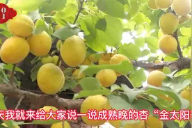 成熟晚的杏品种有哪些，你知道吗？视频封面