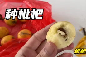 吃完枇杷核不要扔，种到土里就能长出来！