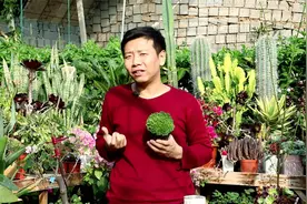 蓝色的风铃草，栽种养护掌握技巧，持续开花到冬季