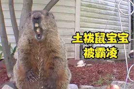 土拨鼠宝宝没有妈妈在身边被霸凌~被‘咖咖’一脚踹开吓到嗷嗷叫视频封面