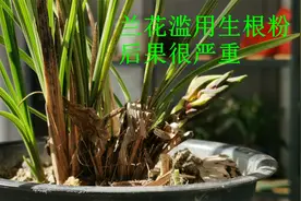 兰花滥用生根粉，会有什么后果？兰友：以后再也不敢用了视频封面