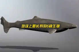 地球上寿命最长的6种生物，超出你的想象！