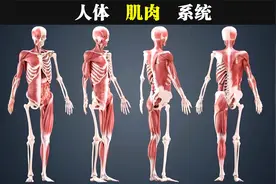 3分钟趣味贯口记肌肉，最全面的全身肌肉解剖，值得你全文背诵视频封面
