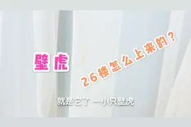 大半夜小两口在家里发现了壁虎，它是怎么来到家里的？咬不咬人视频封面