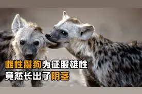 鬣狗族群雌雄竟然是颠倒的？雌性竟长出了雄性器官，这是为何？