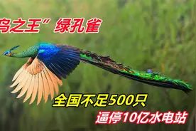 百鸟之王绿孔雀有多珍贵？全国不足500只，逼停云南10亿水电站