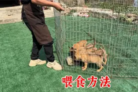 幼犬该如何喂食？有什么讲究？听十年训犬师分析其中缘由视频封面