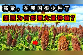 高粱曾是“救命粮”，为何如今在中国很少见？美国却要大量种植？视频封面