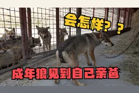 成年狼还认识自己爹吗？见了狼爸两腿发软直哆嗦，扯着大姐跑老远视频封面