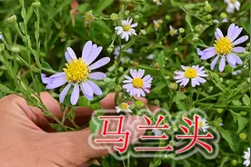 遇见“马兰头”野菜认识吗？当地人称“凉血草”，很多人当草除掉