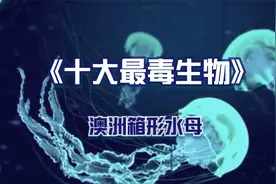 Top01澳洲箱形水母-世界最毒十大生物