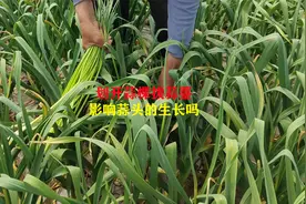 划开蒜棵拔蒜薹，会不会影响蒜头的生长
