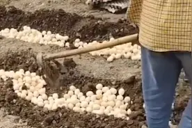 上海一家人在地里“种鸡蛋”，场面壮观被网友批“浪费”真相惊人视频封面