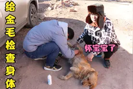 金毛不吃不喝不想动，小亮带它去做检查，结果原来是它怀小宝宝了视频封面