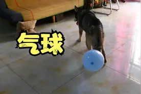 把气球绑在二哈尾巴上，会发生什么？视频封面