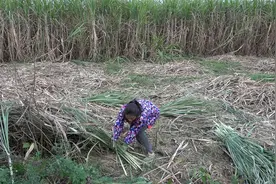 蔗农笑了，甘蔗470一吨，甘蔗尾200一吨，甘蔗叶也能卖钱视频封面