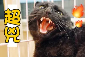 如何让一只暴脾气流浪猫变乖？铲屎官绞尽脑汁想出了一个好办法