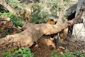 登封三百年国槐因暴雨倒塌，压到两处房屋，相关部门正在保护修复视频封面