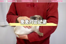 极品侏儒兔交配记录和解说
