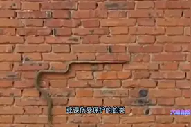 大蟒蛇爬上住宅10楼晒太阳，是爬树再爬管道，蛇能爬十几层楼？