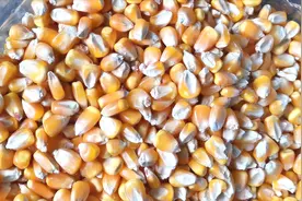 老玉米不煮不炒，加这种酒浸泡，野钓打窝，连杆上鲤鱼