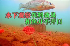 钓鱼半天一口没有，通过水下观察找到原因，有时候真的和饵料无关
