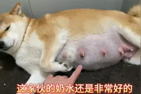 怀孕58天的柴犬快要生了，奶水多的都流出来，猜猜这窝能生几只？视频封面
