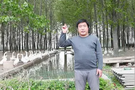 果园除草养多少只鹅合适？一亩地超过这个数，果树要遭殃！