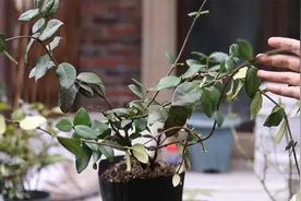 什么花能爬藤，能开花，还很芳香？园艺师教你，它就是风车茉莉